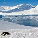 nekoharbour_0166