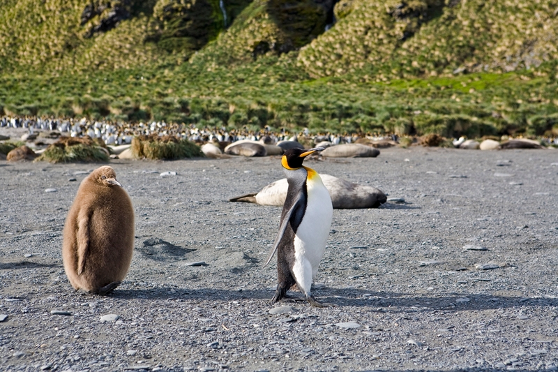 goldharbor1_0106