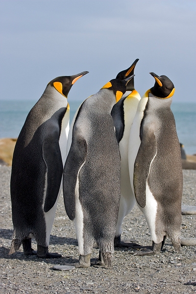 goldharbour2_0148