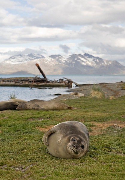 grytviken_0155