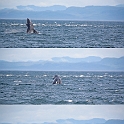orcas1_0157-0159
