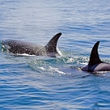 orcas1_0287-01