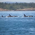 orcas2_0045-01