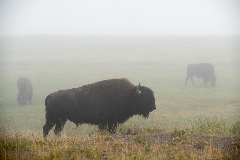Yellowstone-069