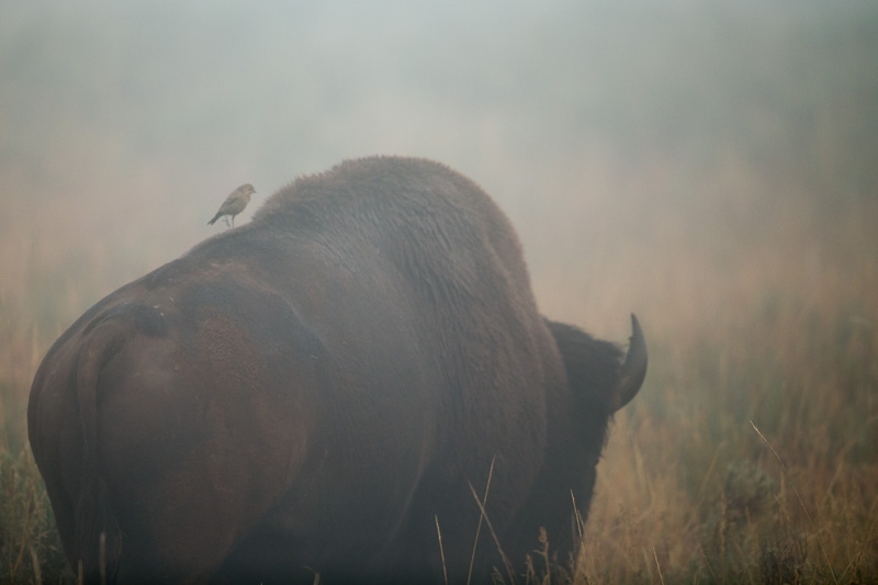 Yellowstone2-001