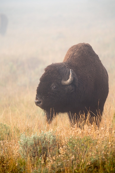 Yellowstone2-025