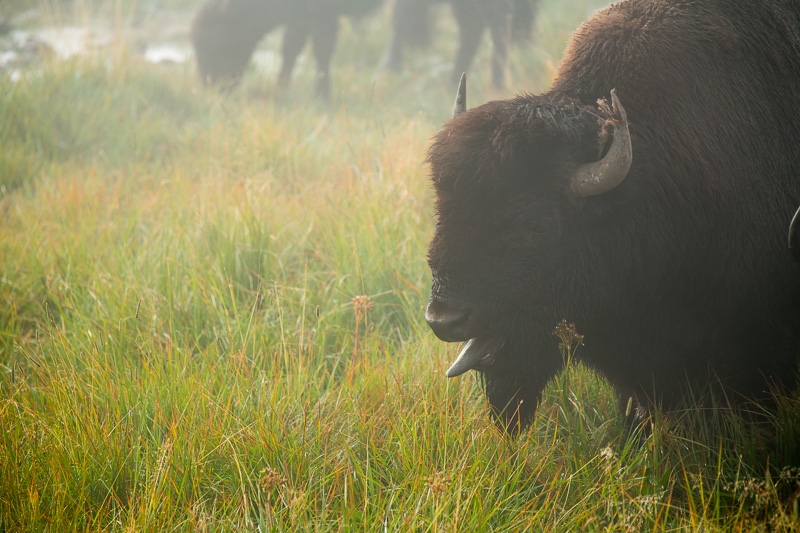 Yellowstone2-040