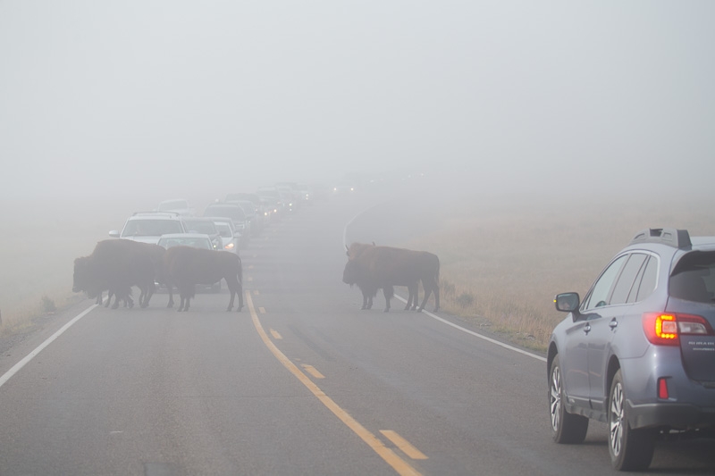 Yellowstone2-051
