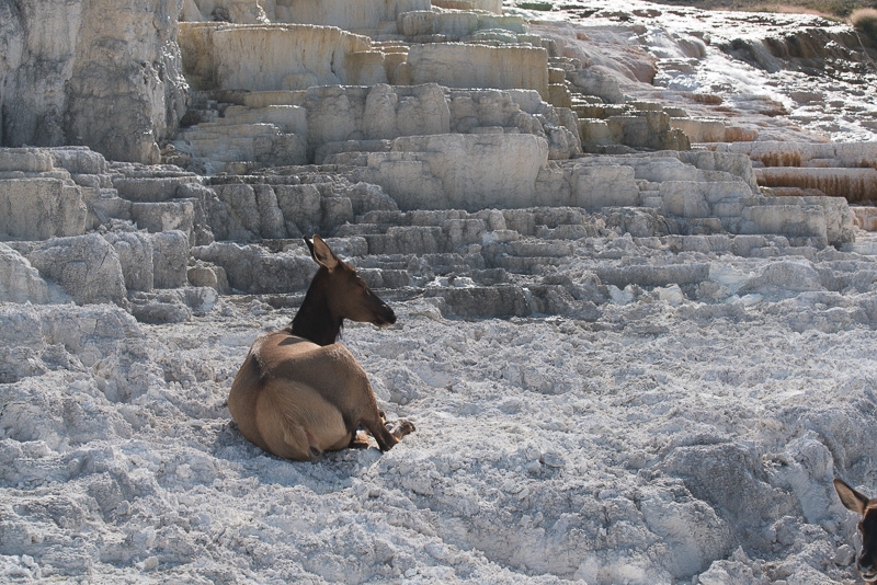 Yellowstone4-015