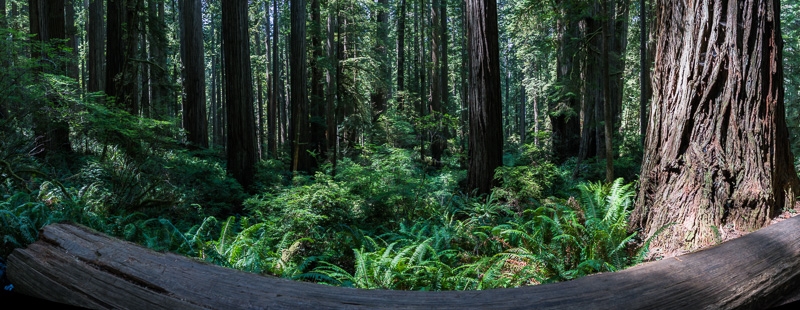redwood-023_redwood-025