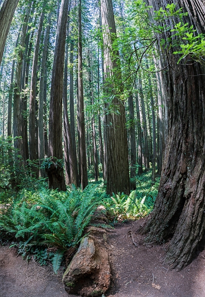redwood-030_redwood-033