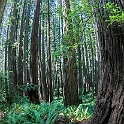 redwood-030_redwood-033