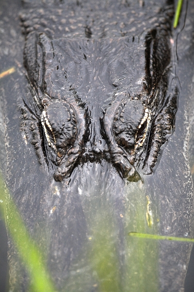 anhinga_0138-01