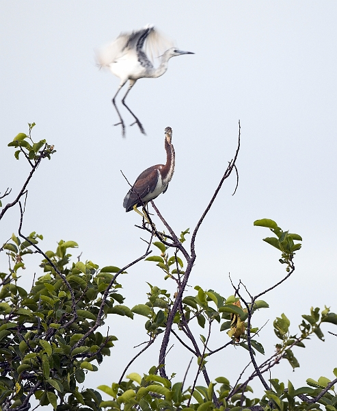 anhinga_0164-01