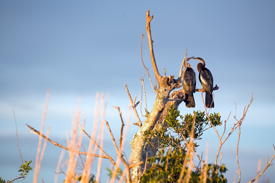 anhinga_0219-01