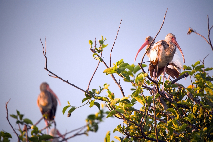 anhinga_0236-01