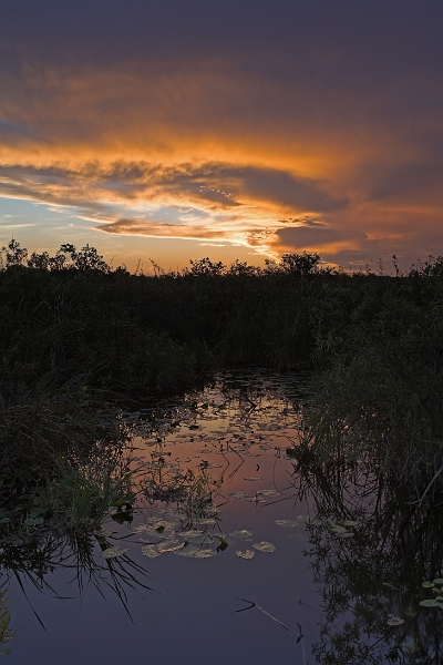 anhinga_0258-01_blended