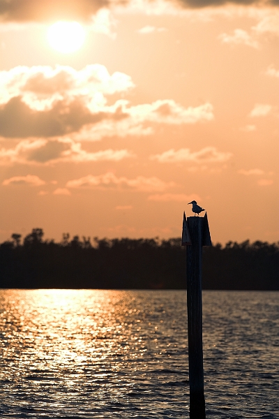 dingdarling2_0001-01