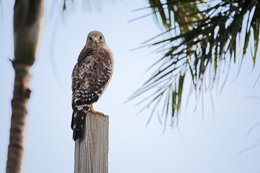 dingdarling_0004-01