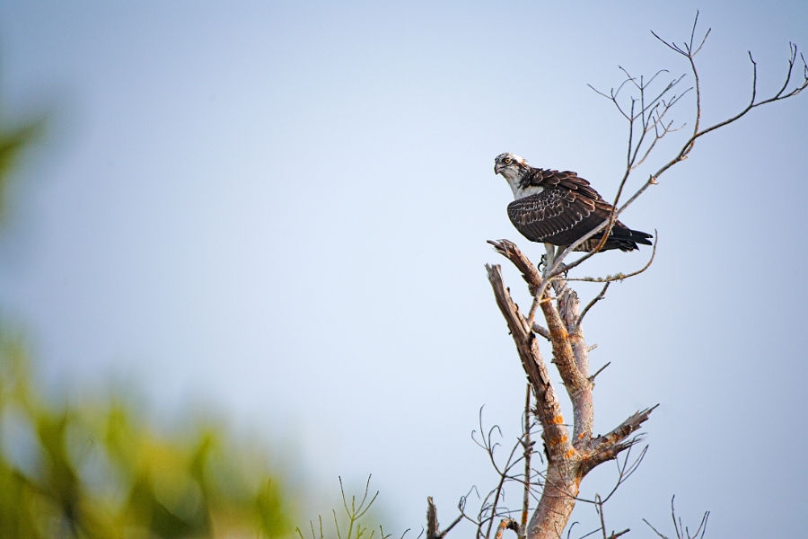 dingdarling_0041-01