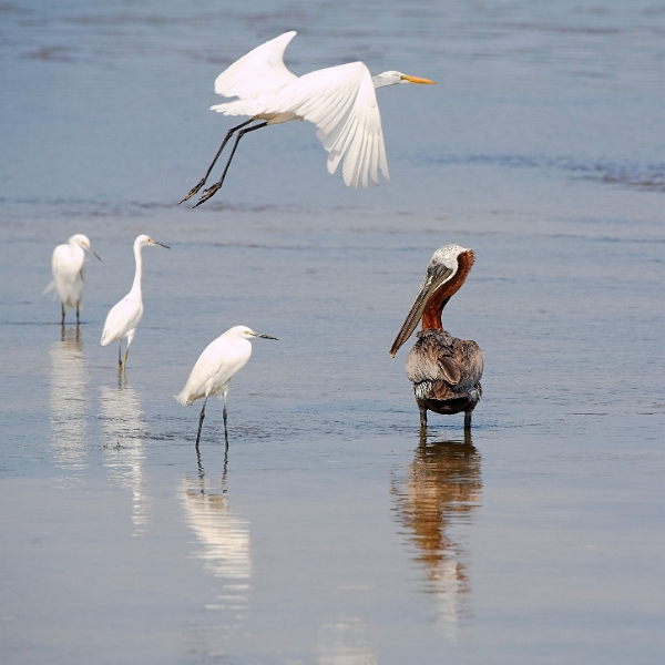 dingdarling_0110-01