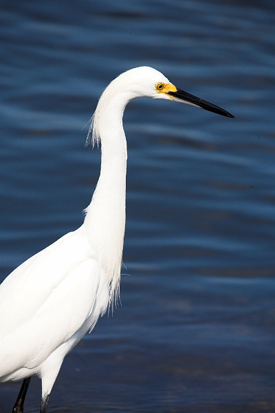dingdarling_0118-01