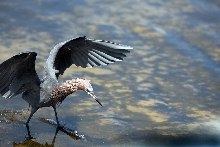 dingdarling_0156-01