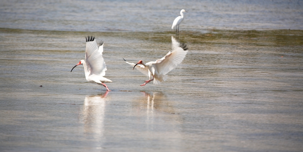 dingdarling_0190-01