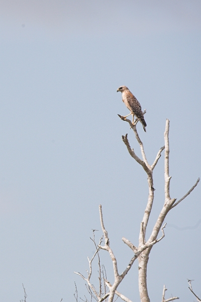 flamingo_0088-01