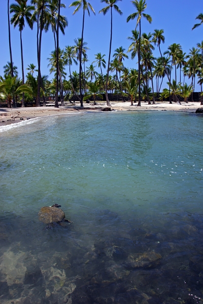 Honu at Pu`uhonua O Honaunau.jpg