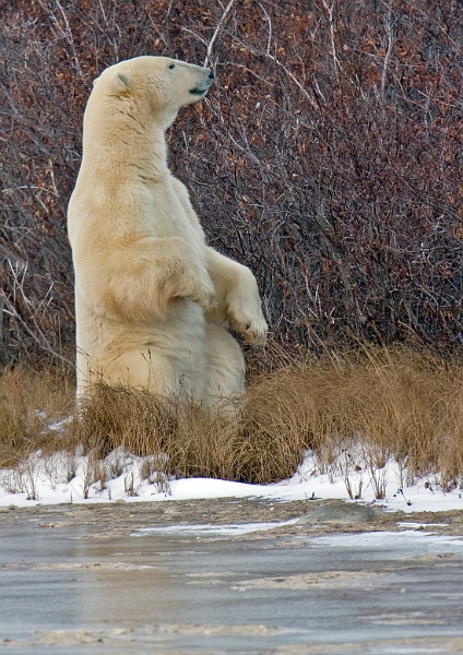 polarbears10_0024