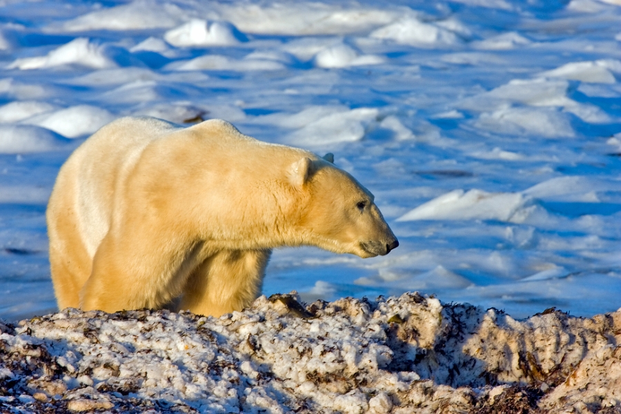 polarbears10_0349_lr