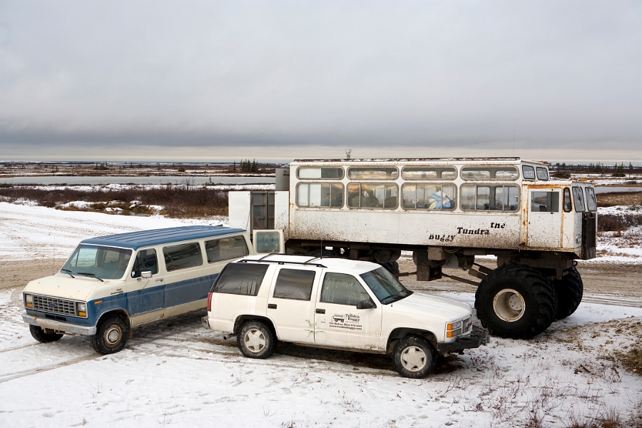 polarbears2_0059