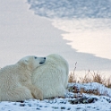 Polar Bears 2007