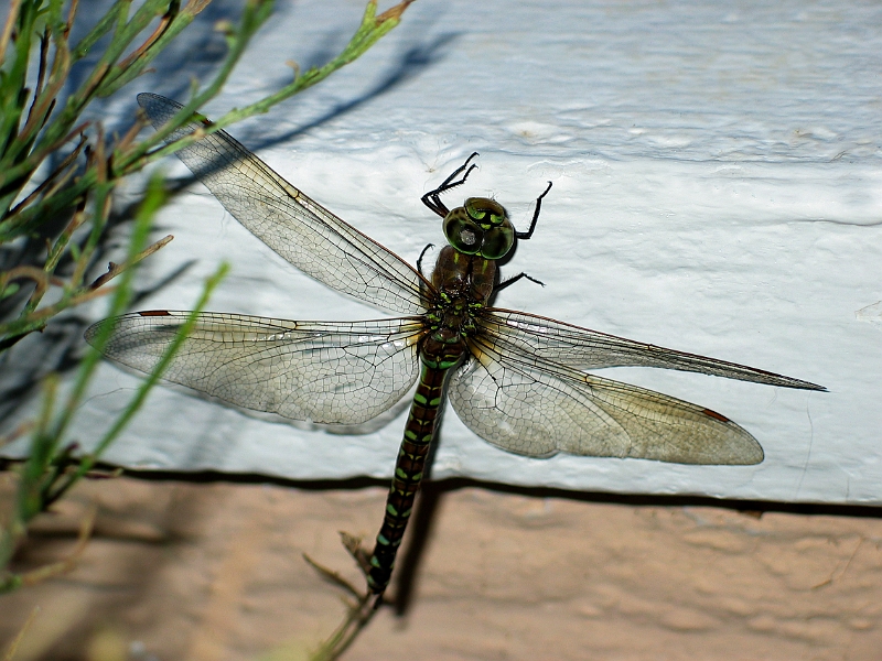 Dragonfly