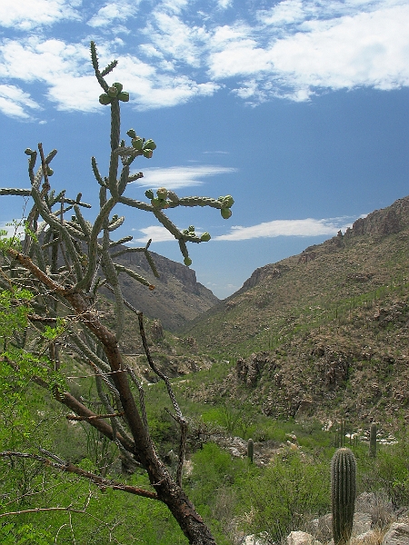 Sabino Canyon