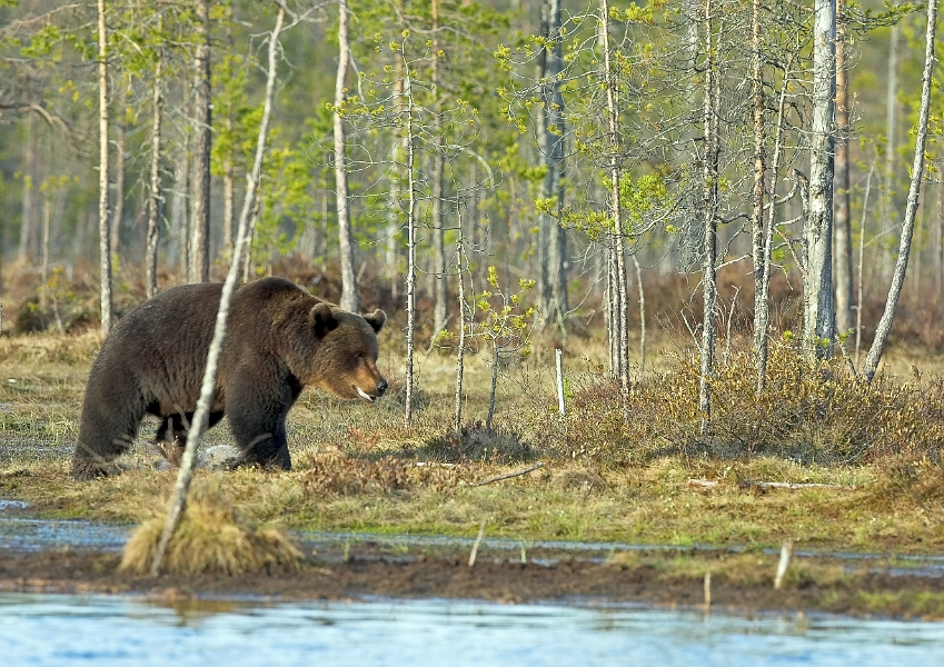 wildBrownBear3_0004-01_velvia