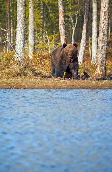 wildBrownBear_0005-01_velvia