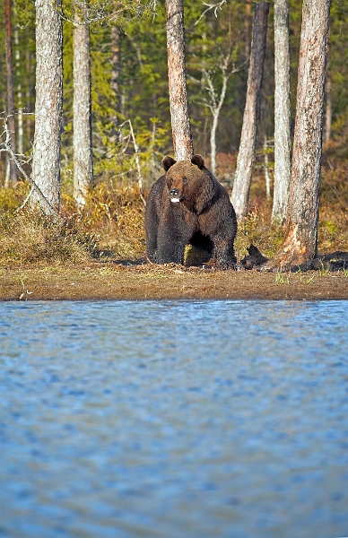 wildBrownBear_0006-01_velvia