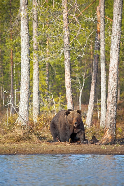 wildBrownBear_0007-01_velvia