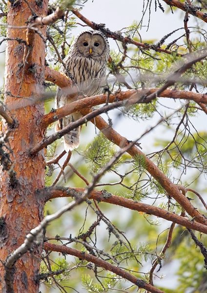 wildBrownBear_0133-01_velvia