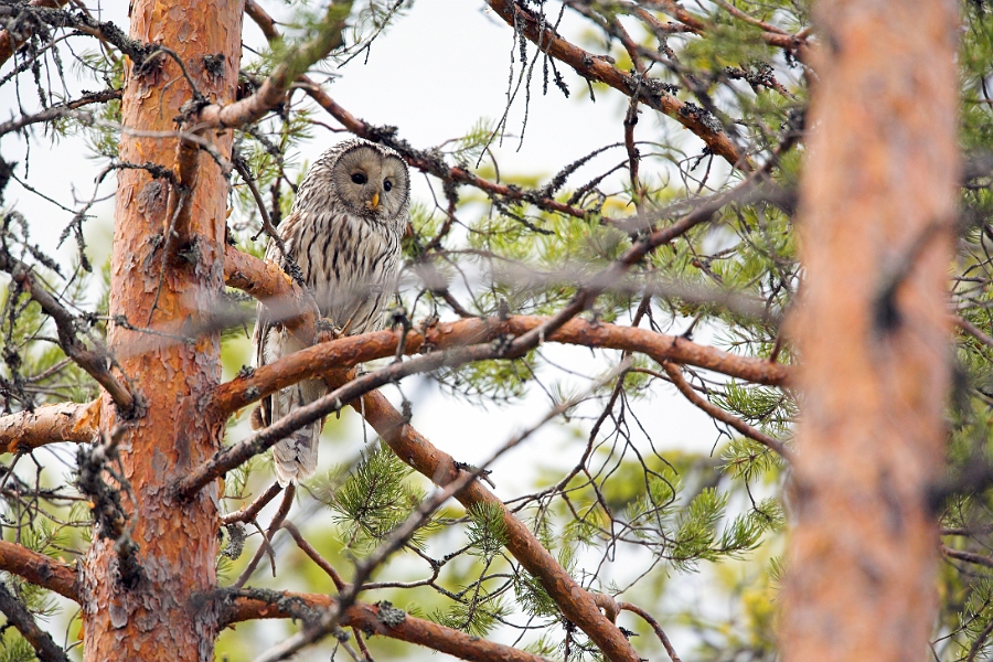 wildBrownBear_0138-01_velvia
