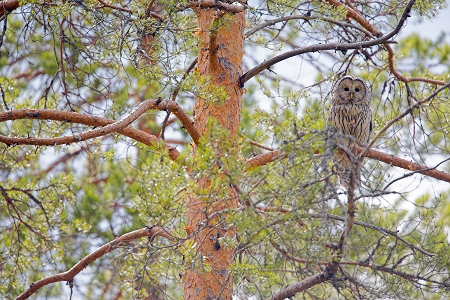 wildBrownBear_0156-01_velvia