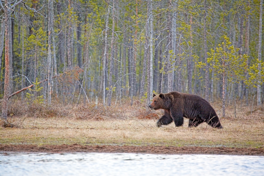 wildBrownBear_0205-01_velvia