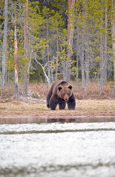 wildBrownBear_0216-01_velvia
