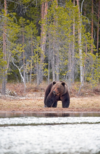 wildBrownBear_0218-01_velvia