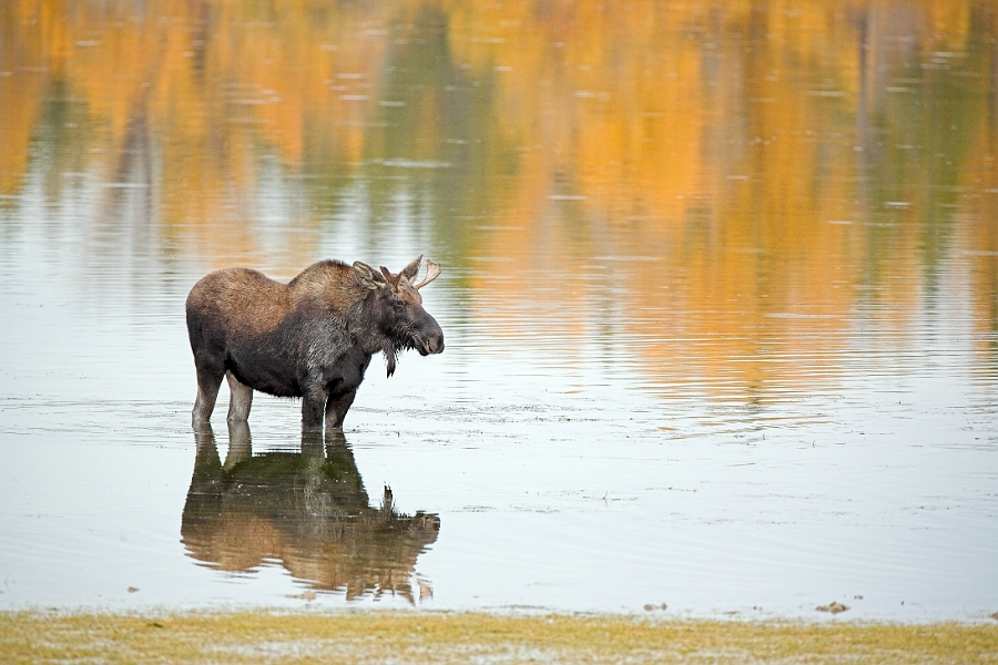 yellowstone1_0112-01